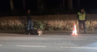 İznik'te tır domuza çarptı