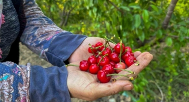Kuzey yarımkürenin ilk kirazı hasat edildi