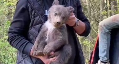 Ormandan şehre inen yavru ayı maskot oldu