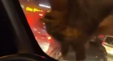 Seyir halindeki araca şahin kondu