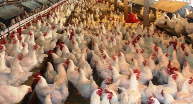 Tavuk eti ihracatına sınır getirildi