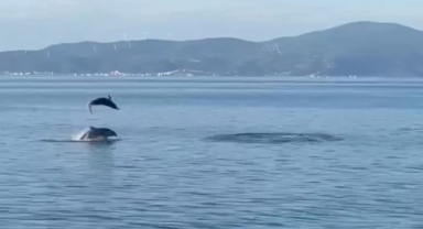 Yunuslar vatandaşlara görsel resital sundu