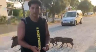 Aç kalan domuzları kurabiye ile besledi