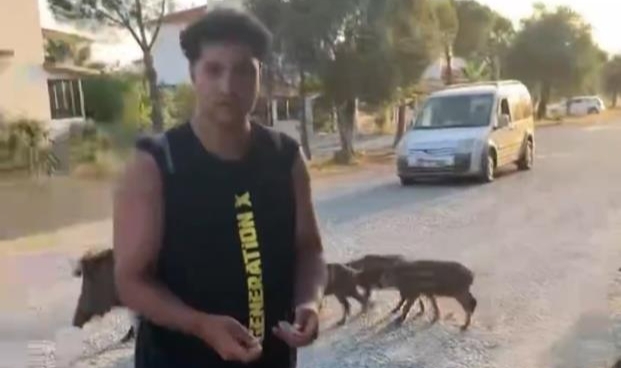 Aç kalan domuzları kurabiye ile besledi