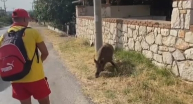 Aç kalan domuzu bisküvi ile besledi
