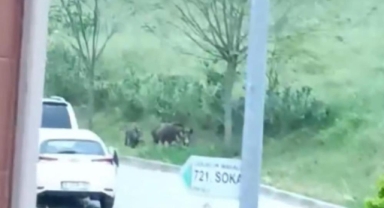 Bursa'da aç kalan domuz sürüsü şehre indi
