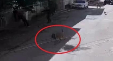 Bursa'da sokak köpekleri 3 çocuğa saldırdı
