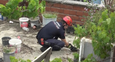 Çatıda mahsur kalan kedi'yi itfaiye kurtardı