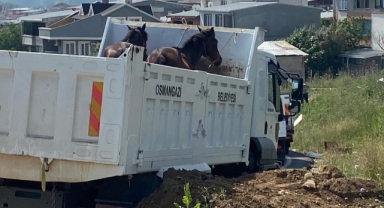 Bursa'da başıboş atlar ve göçebe çadırları toplandı
