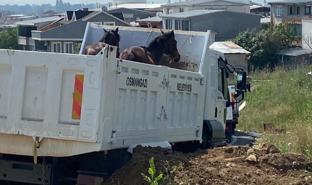 Bursa'da başıboş atlar ve göçebe çadırları toplandı
