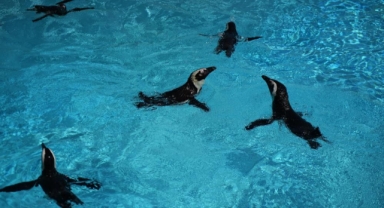 Hayvanat Bahçesi’nde penguen ailesine 2 yeni üye