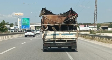 Kamyonetin kasasına 5 adet at sığdırdı