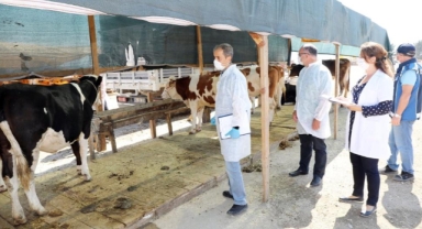 Mudanya'da hayvan pazarı yer değişikliği