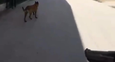 Saldırgan köpeklere polis müdahalesi kamerada
