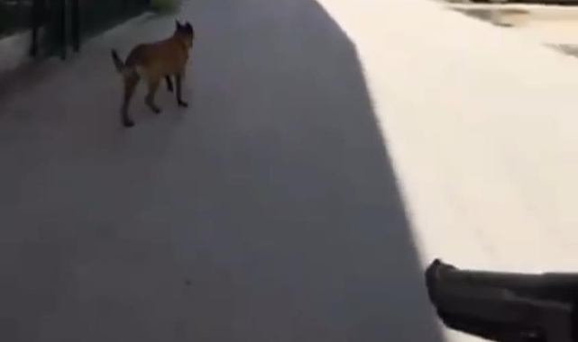 Saldırgan köpeklere polis müdahalesi kamerada