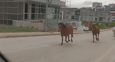 Şehir'de başıboş atlar caddeyi hipodroma çevirdi
