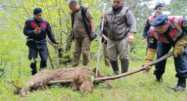 Uludağ'da yaralı ayı'yı kurtarma seferberliği