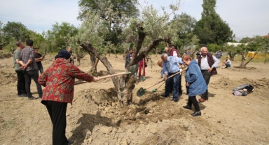 Zeytin ağaçları yeni yerine taşındı