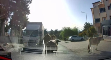Bir Kurban Bayramı klasiği...