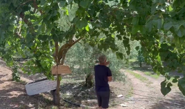 Bu ağaçtan dut yemek helal