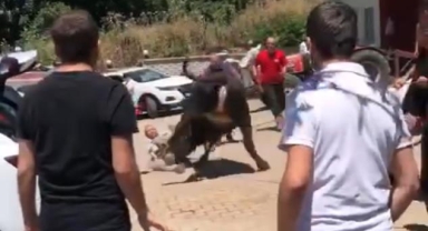 Bursa'da kaçan boğa ortalığı birbirine kattı