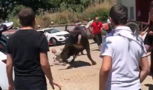 Bursa'da kaçan boğa ortalığı birbirine kattı