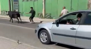 Bursa'da kaçan kurbanlıklar ortalığı birbirine kattı