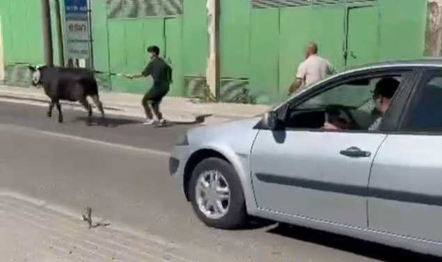 Bursa'da kaçan kurbanlıklar ortalığı birbirine kattı