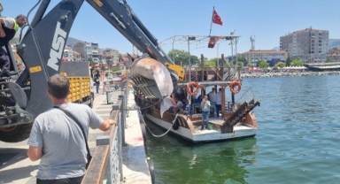 Gemlik sahiline 3 metrelik ölü yunus vurdu