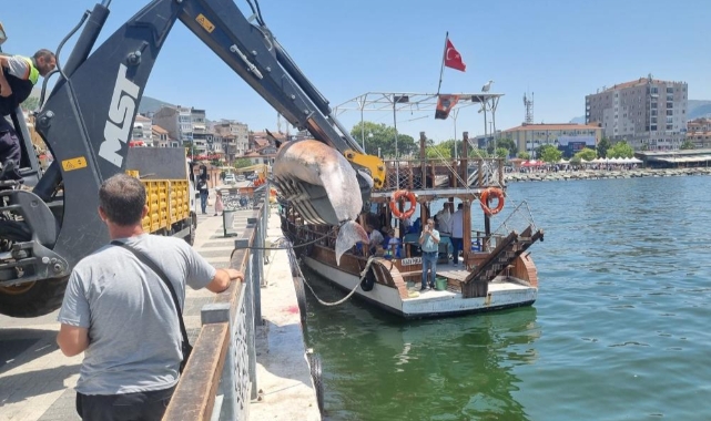 Gemlik sahiline 3 metrelik ölü yunus vurdu