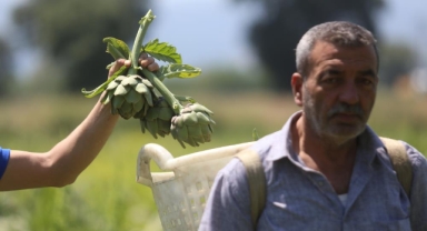 Hasanağa enginarında rekolte yarıya düştü