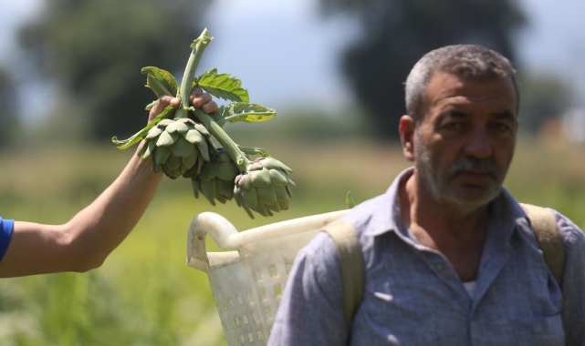 Hasanağa enginarında rekolte yarıya düştü