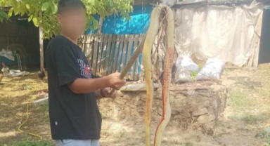 İznik'te 2 metrelik dev yılan korkuttu
