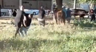 Kaçan danayı 5 kişi zor zaptetti