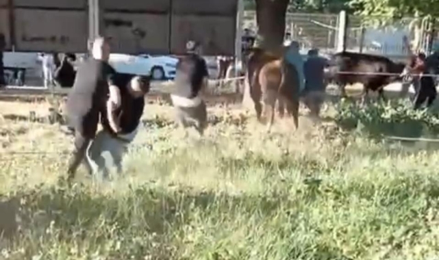 Kaçan danayı 5 kişi zor zaptetti