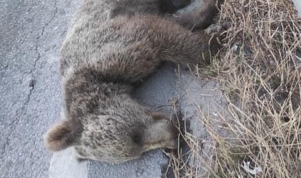 Karayolunda yatan ayı sürücüleri korkuttu