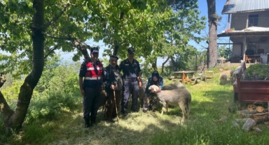 Kaybolan 16 küçükbaş hayvanı jandarma buldu