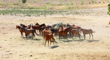 Malatya'da yetiştirildiler, Bursa'da görücüye çıkıyorlar