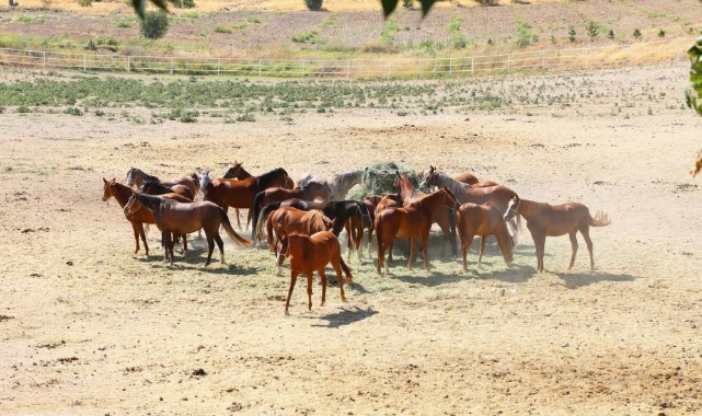 Malatya'da yetiştirildiler, Bursa'da görücüye çıkıyorlar