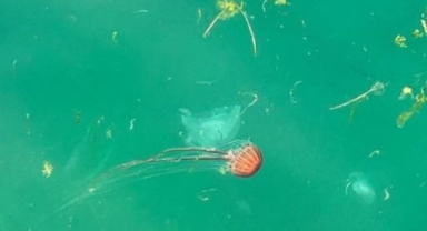 Mudanya'da tehlikeli deniz anaları görüldü