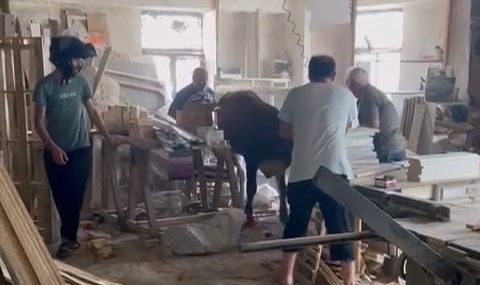 Sahibinden kaçan kurbanlık, sanayiyi birbirine kattı