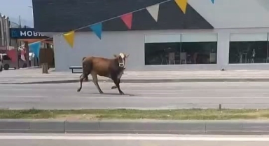 Sahibinden kaçan kurbanlık trafiği alt üst etti