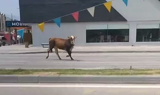 Sahibinden kaçan kurbanlık trafiği alt üst etti