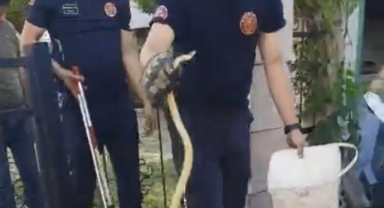 Sitenin bahçe kapısına dolanan yılanı itfaiye çıkardı