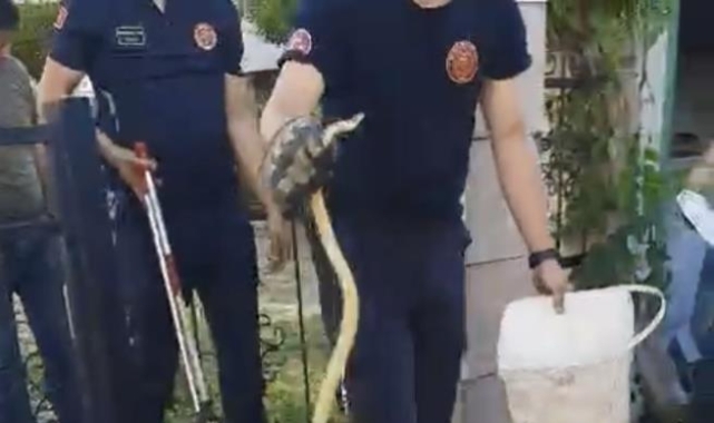 Sitenin bahçe kapısına dolanan yılanı itfaiye çıkardı