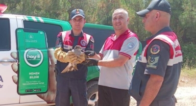 Yaralı kılıç kanat şahine jandarmadan şefkat eli