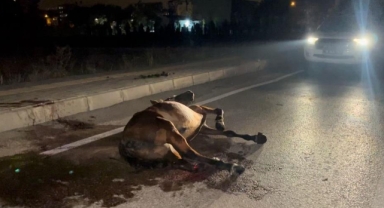 Başıboş ata çarpıp kaçtı, arkasına bile bakmadı