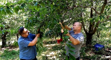 Bin 350 rakımda kiraz hasadı