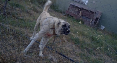 Bir köpek dehşeti de Bursa'dan!