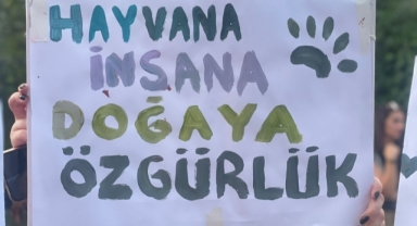 Bursa'da sokak hayvanları için toplandılar